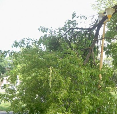 Vreme capricioasă: un copac s-a prăbuşit în zona Sat Vacanţă, iar tabla unui acoperiş a fost smulsă de vânt